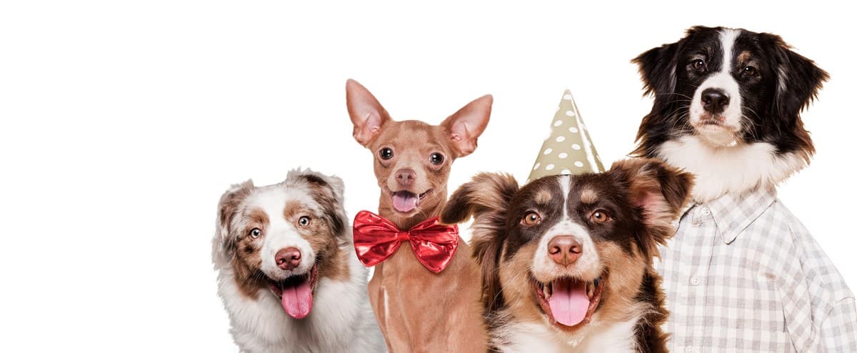 Az &Aacute;llatok Vil&aacute;gnapja &ndash; Felelősek vagyunk az&eacute;rt, amit megszel&iacute;d&iacute;tett&uuml;nk