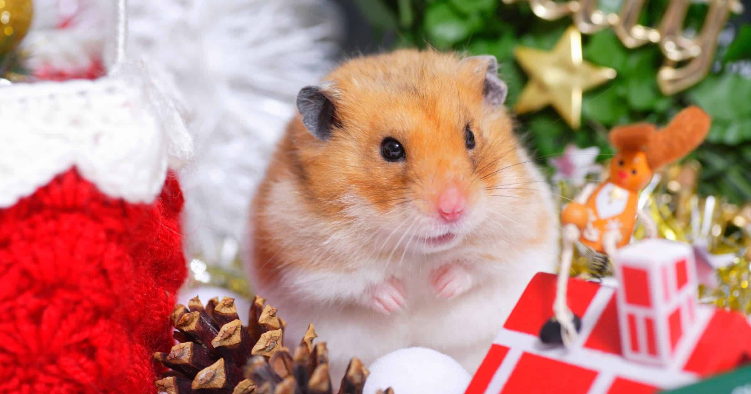 felelos-kisallattartas-1