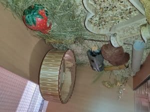 felelos-kisallattartas-4