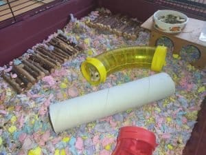 felelos-kisallattartas-5