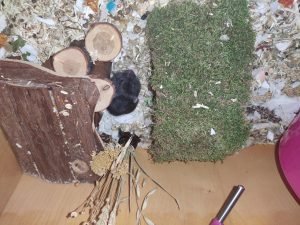 felelos-kisallattartas-6