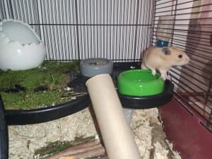 felelos-kisallattartas-7