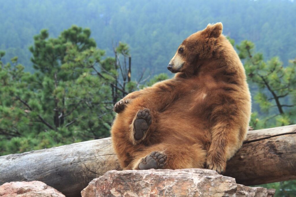 a medv&eacute;vel val&oacute; megk&uuml;zd&eacute;s p&eacute;ld&aacute;ja